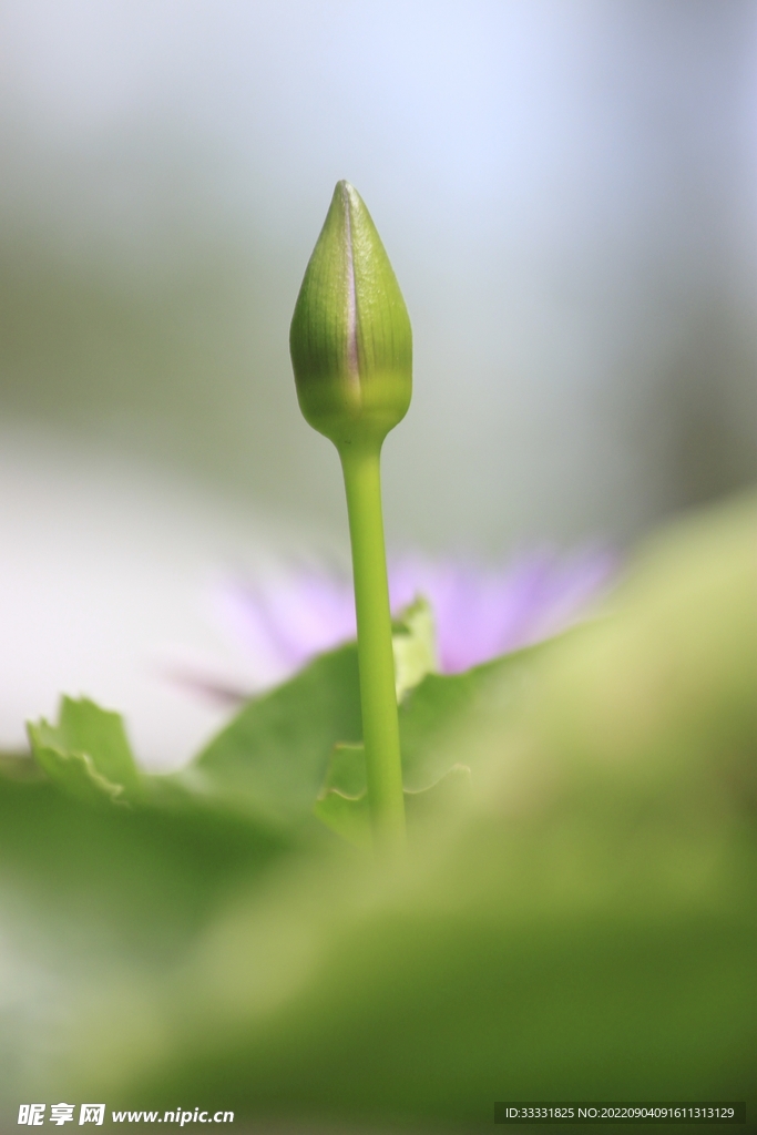莲花