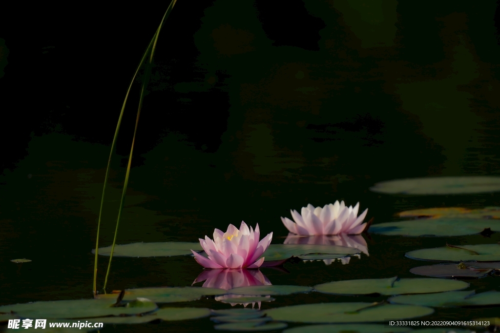 莲花