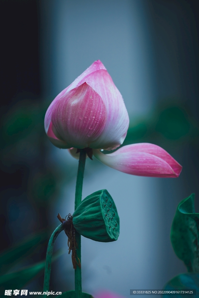 莲花