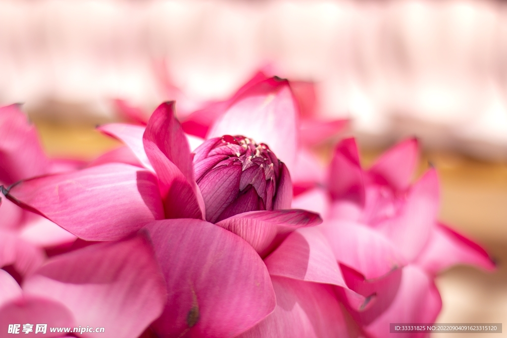 莲花