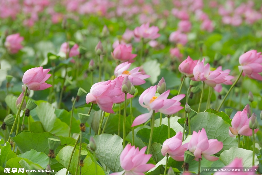 莲花