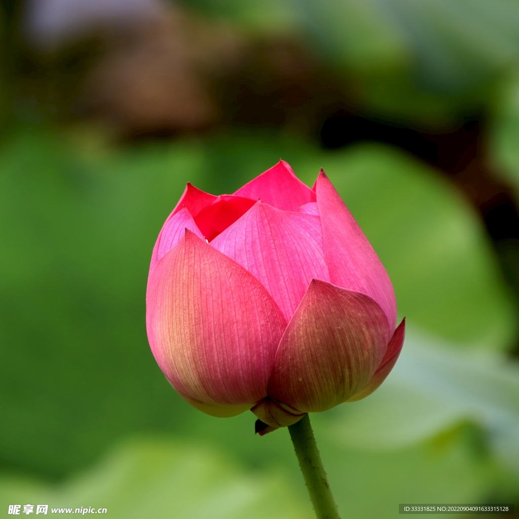 莲花