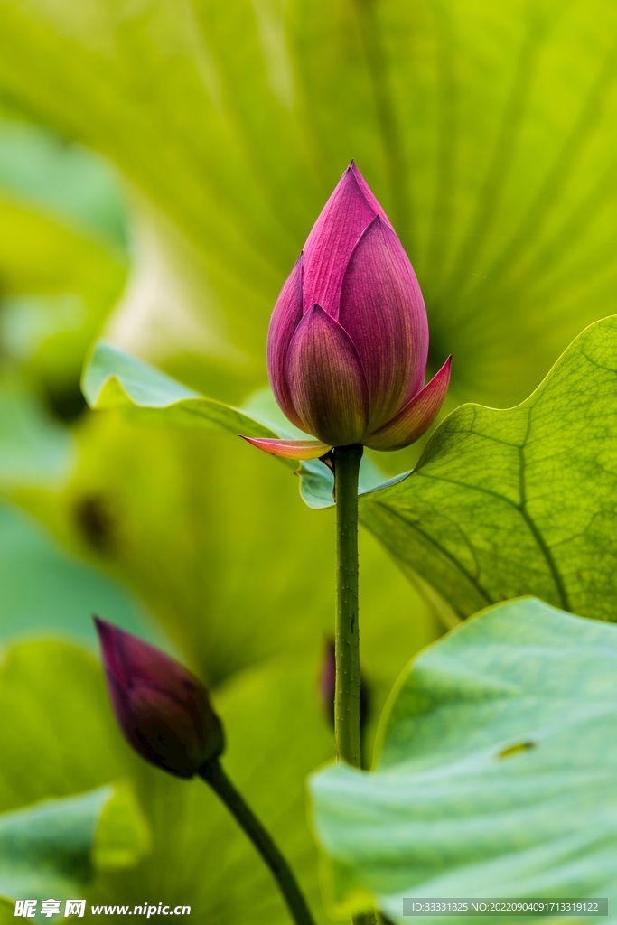 莲花