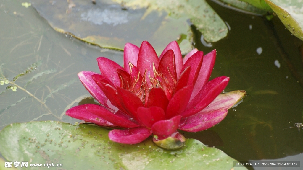 莲花
