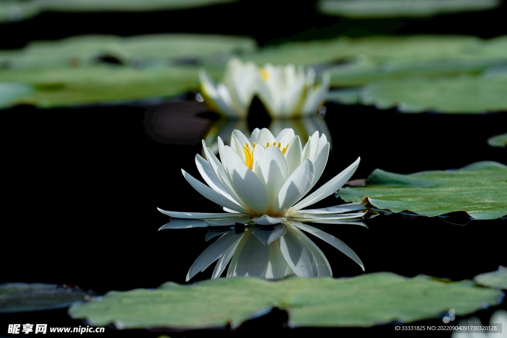 莲花