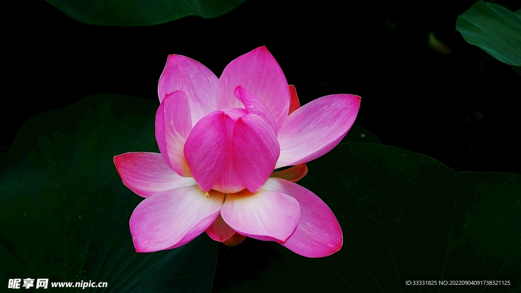 莲花