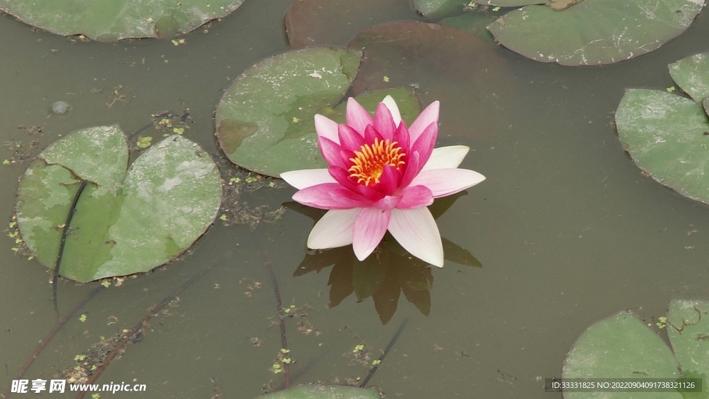 莲花