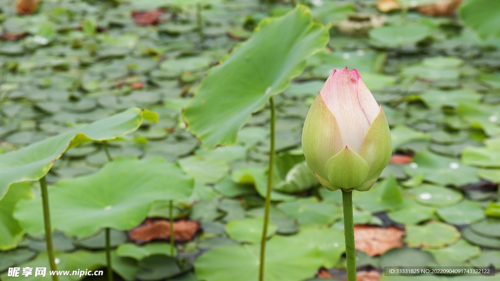 莲花