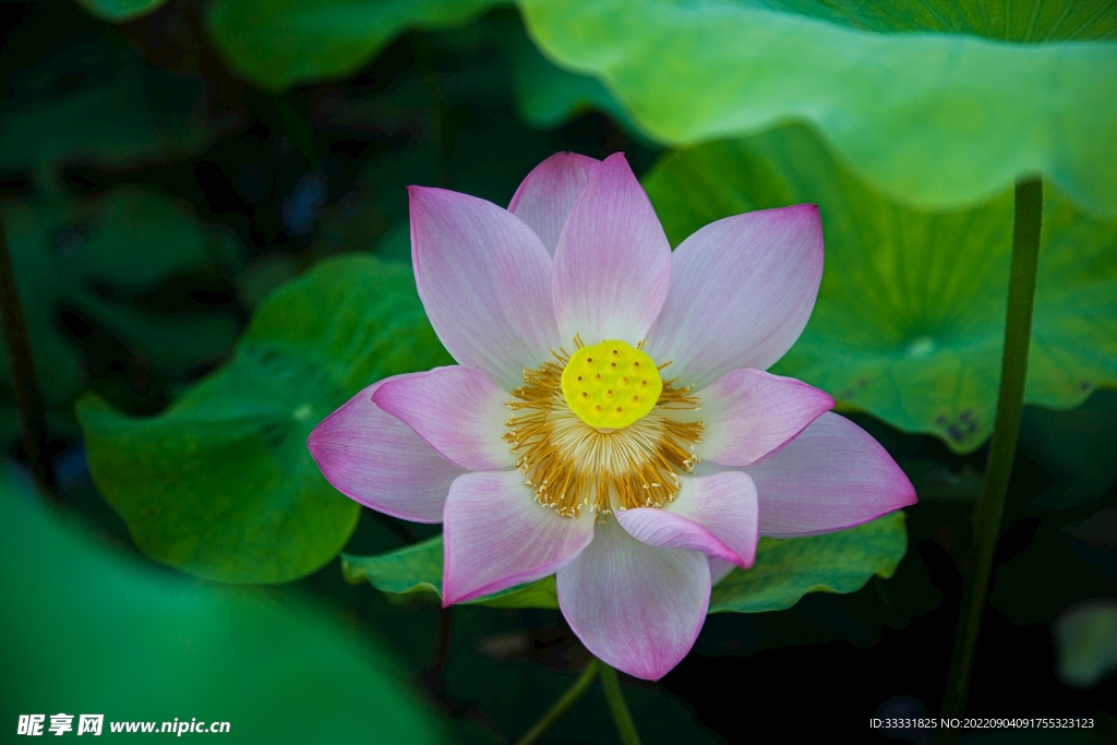 莲花