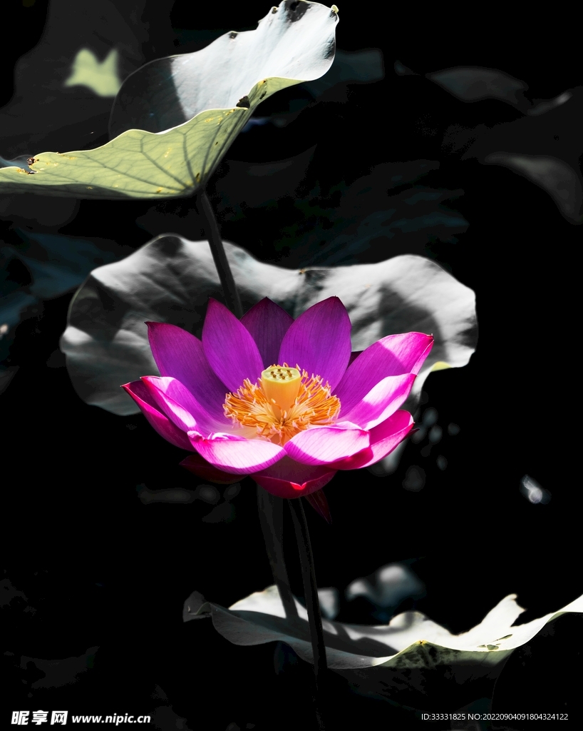 莲花