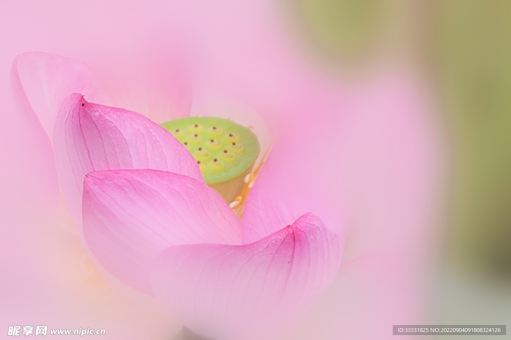 莲花