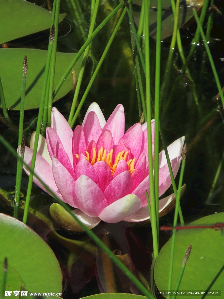 莲花
