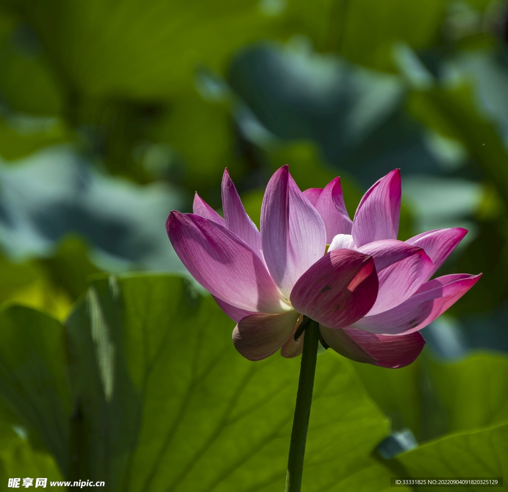 莲花