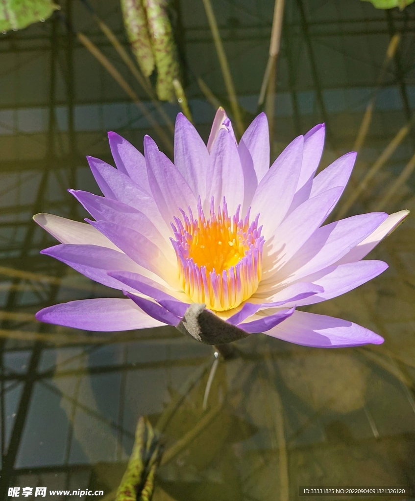 莲花