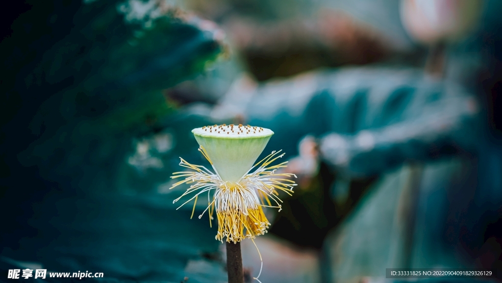 莲花