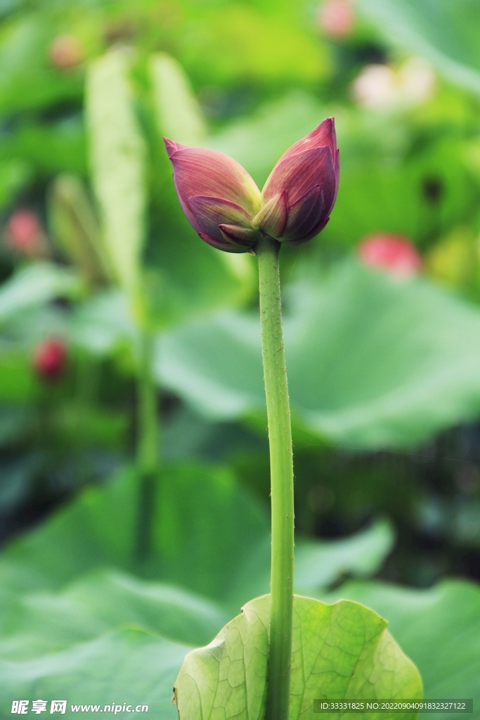 莲花