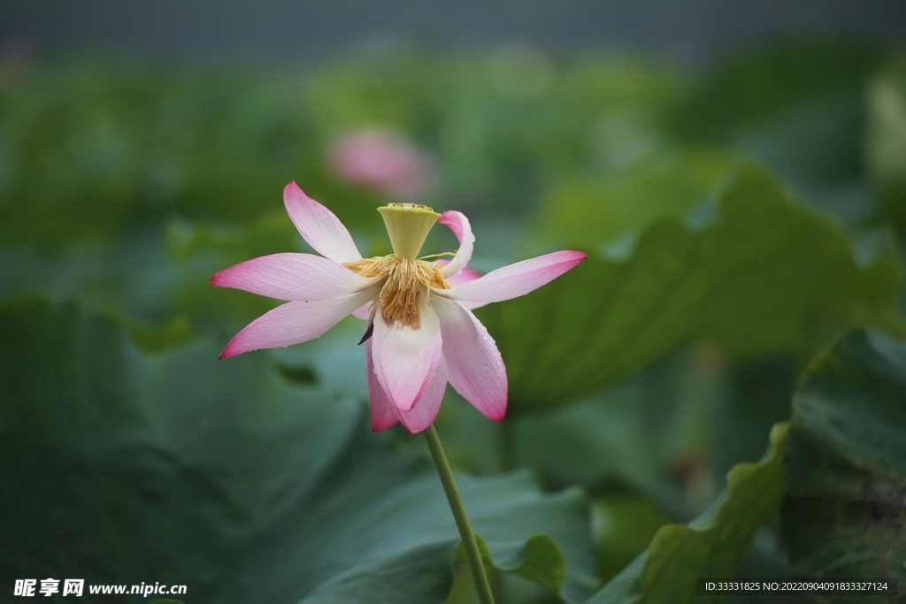 莲花