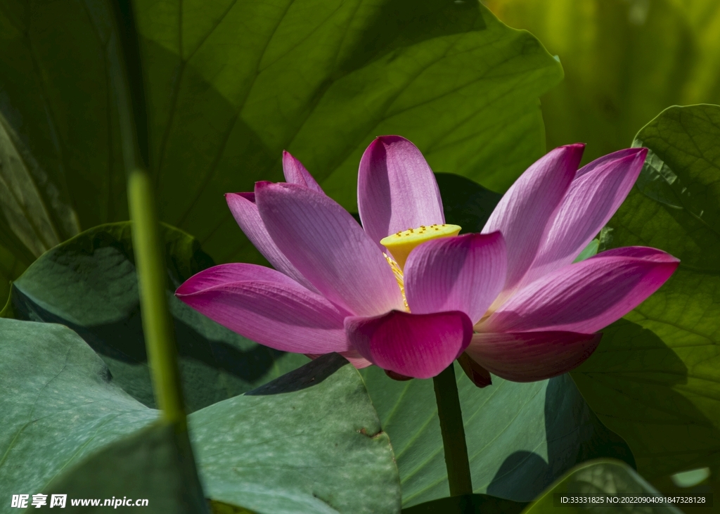 莲花