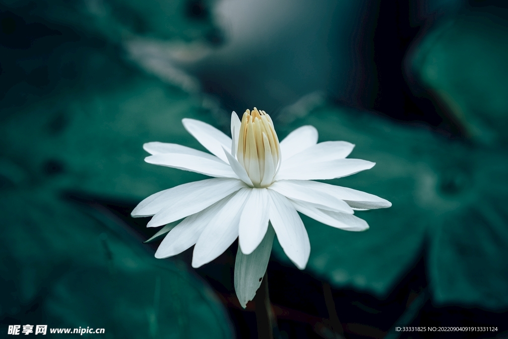 莲花