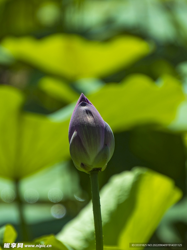 莲花
