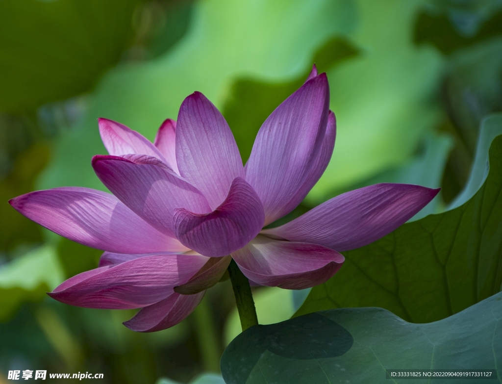 莲花