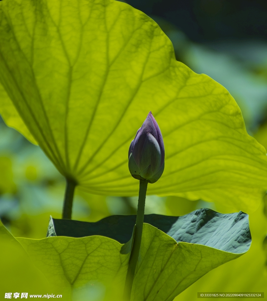 莲花