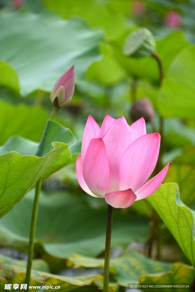 莲花