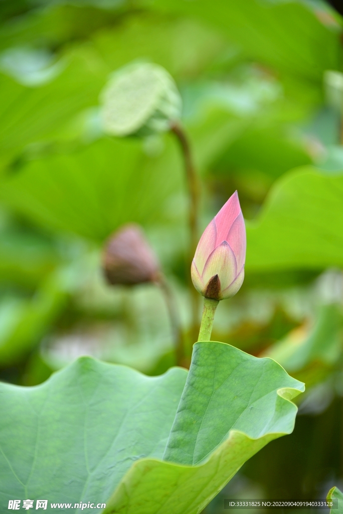 莲花