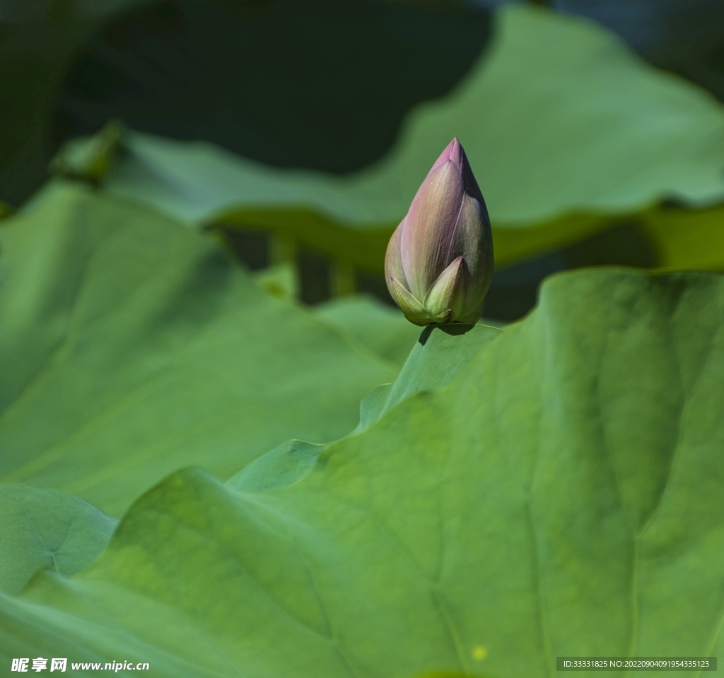 莲花
