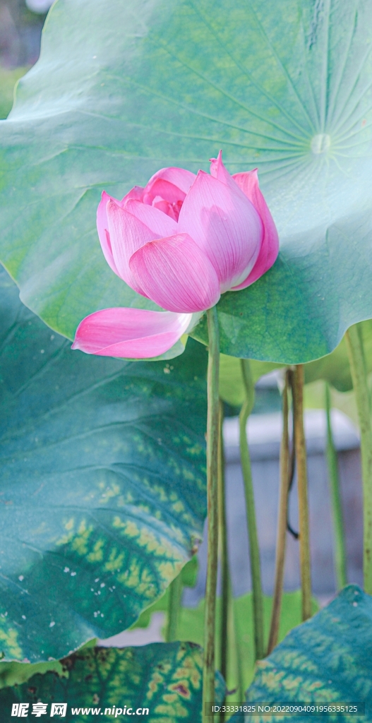 莲花