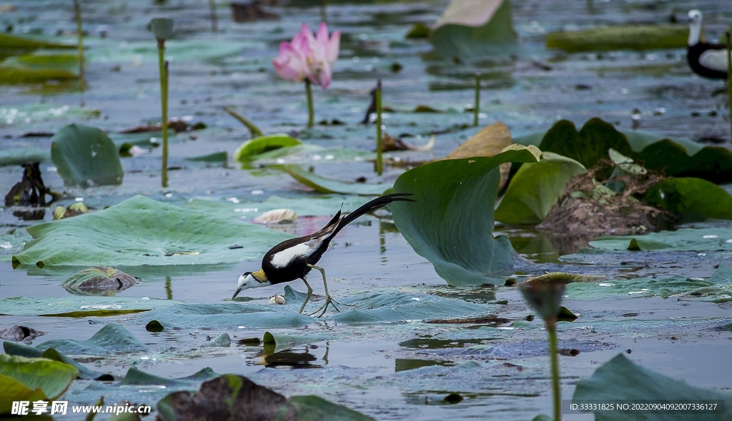 莲花