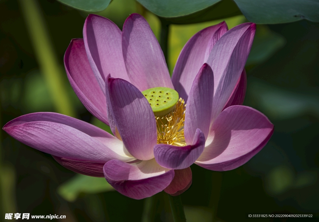 莲花