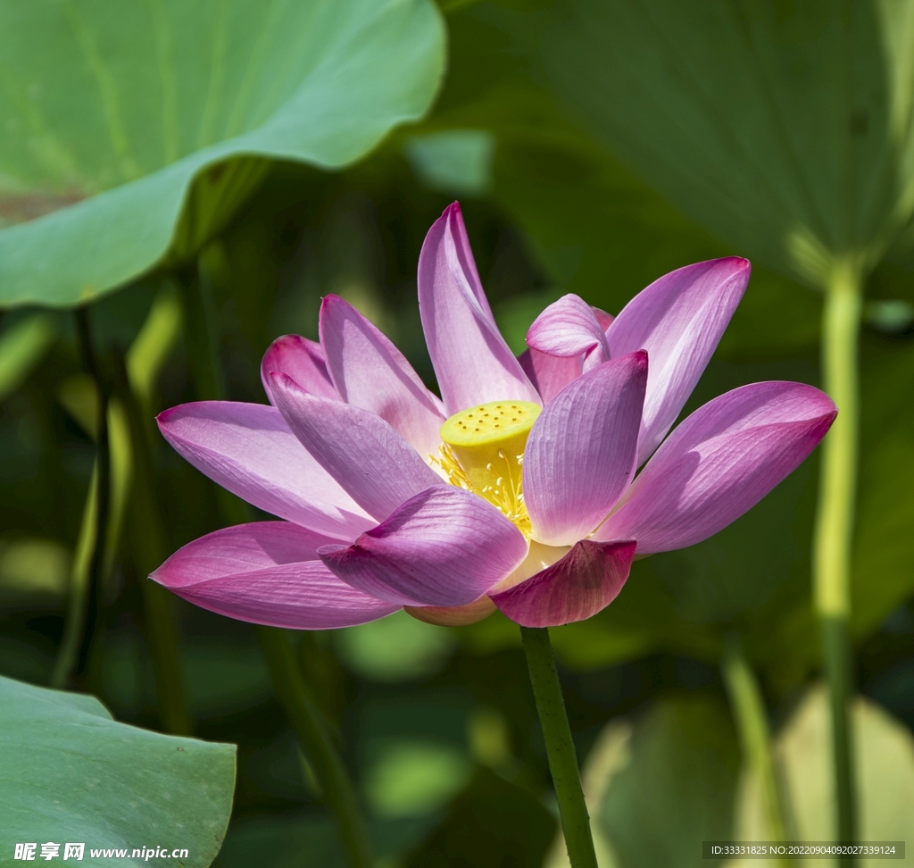 莲花