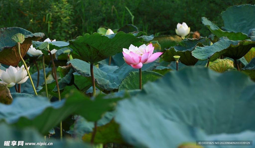 莲花