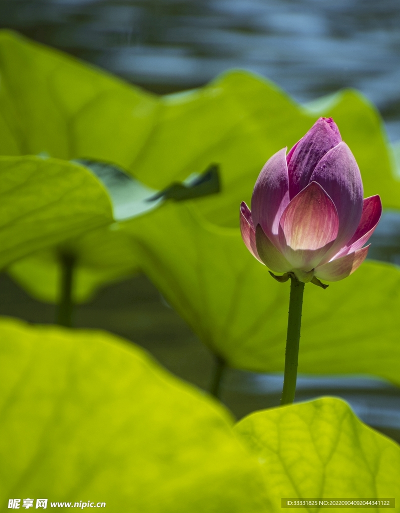 莲花