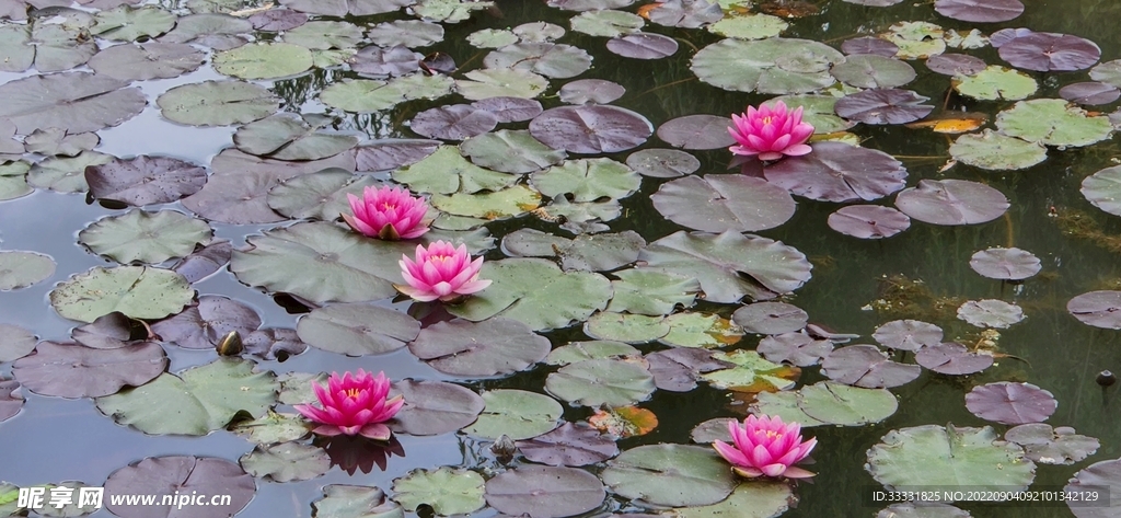 莲花