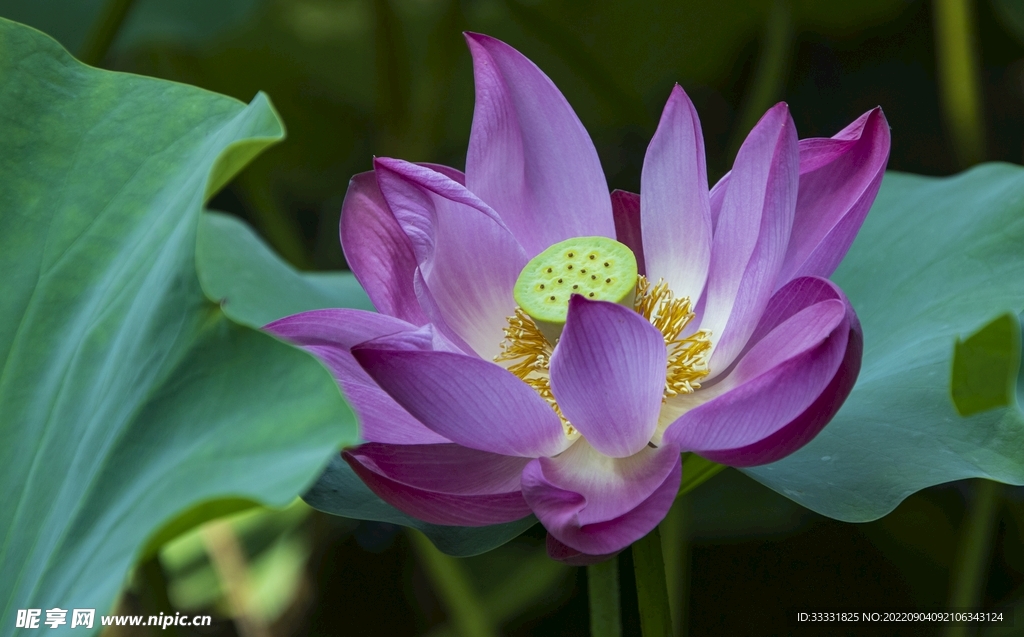 莲花