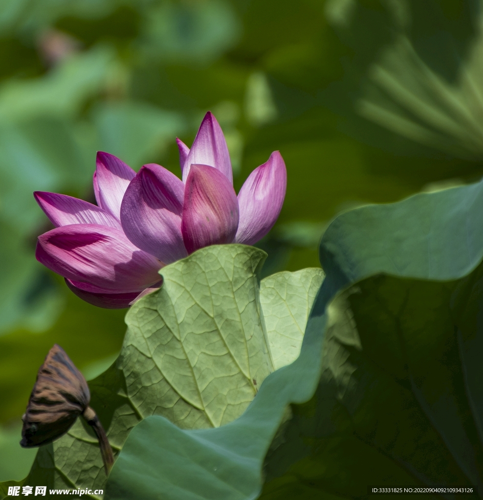 莲花