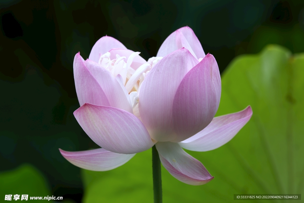 莲花