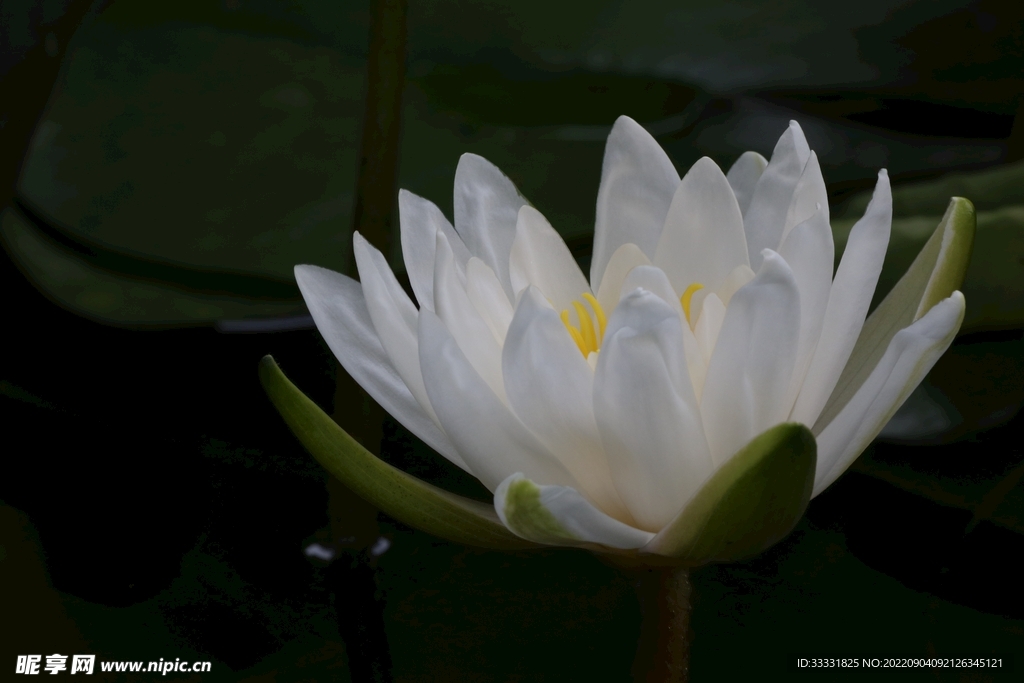 莲花