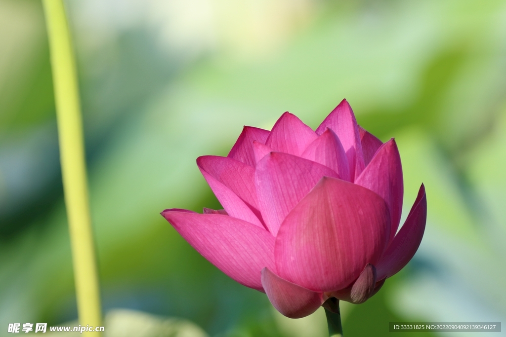莲花
