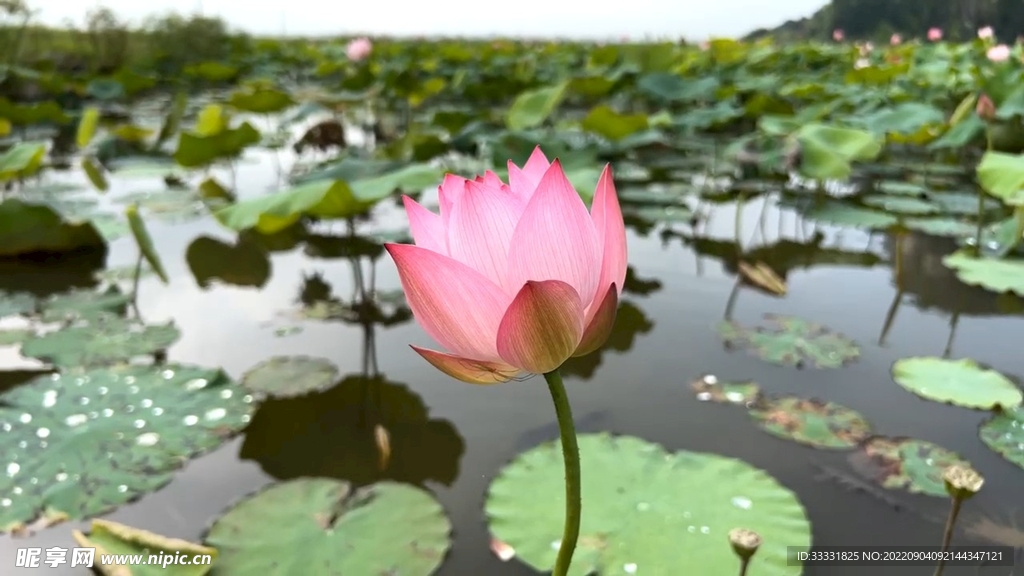 莲花