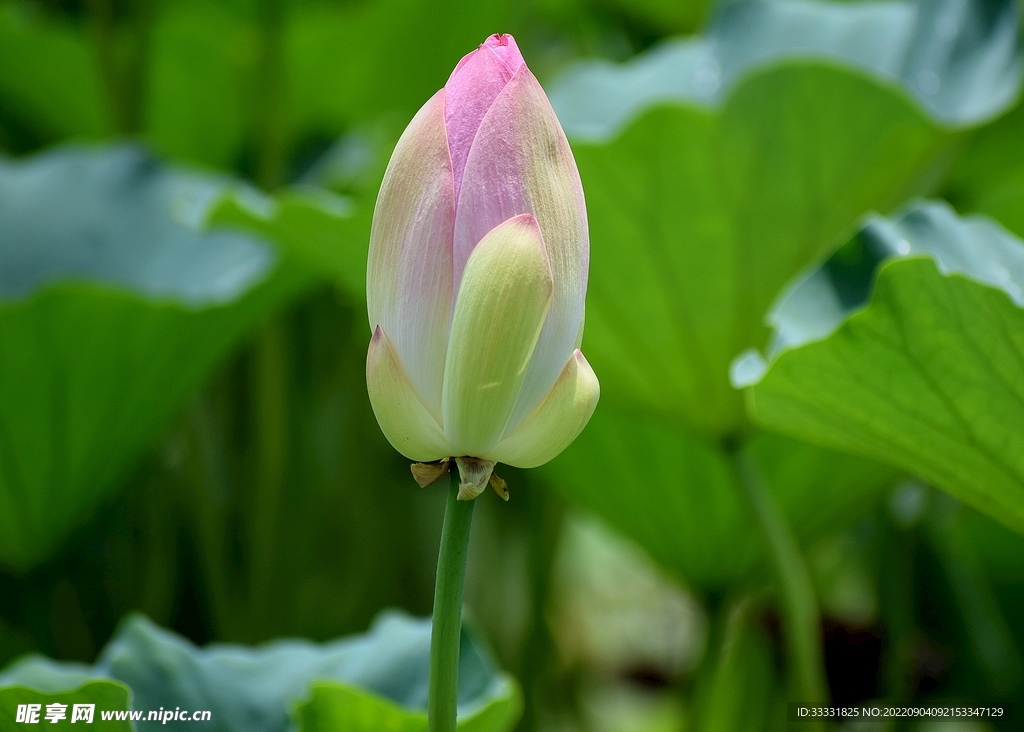 莲花