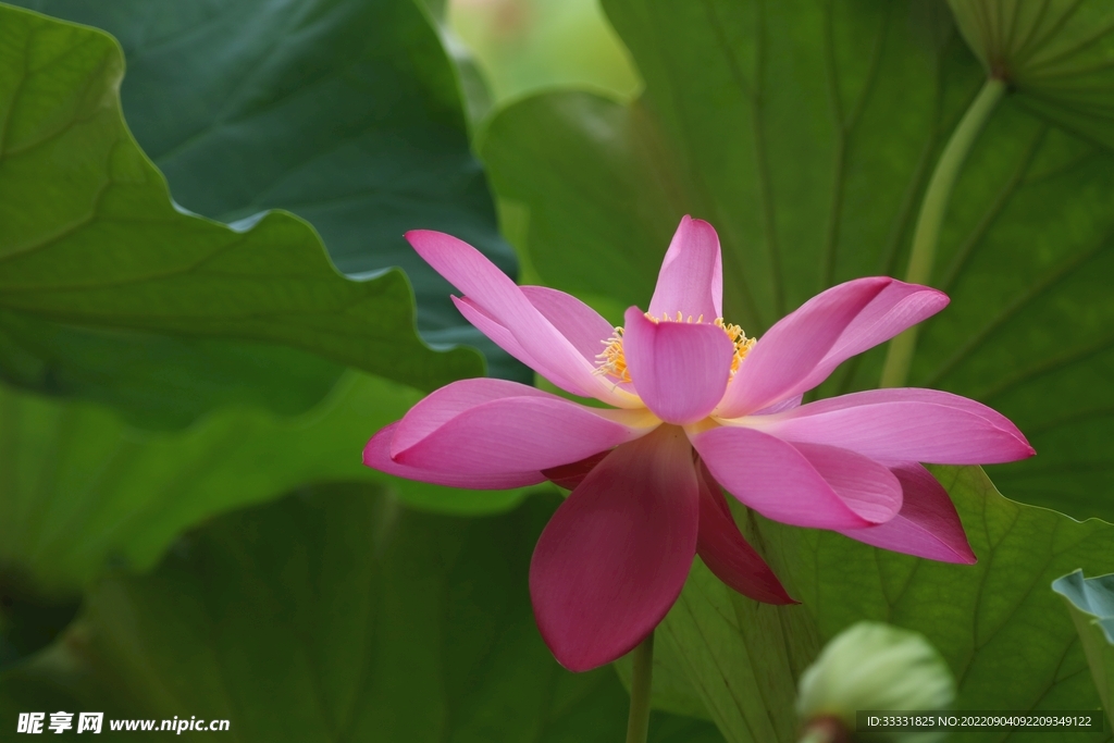 莲花