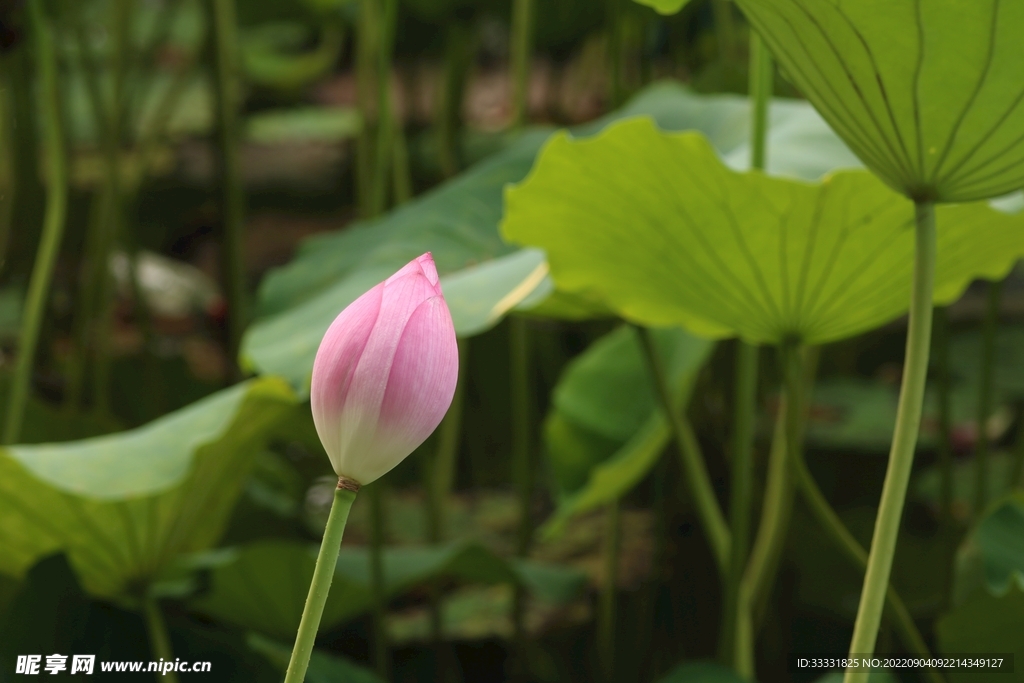 莲花