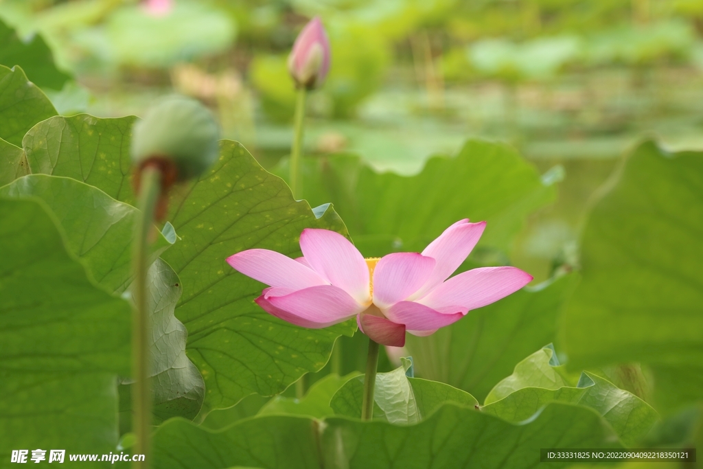 莲花