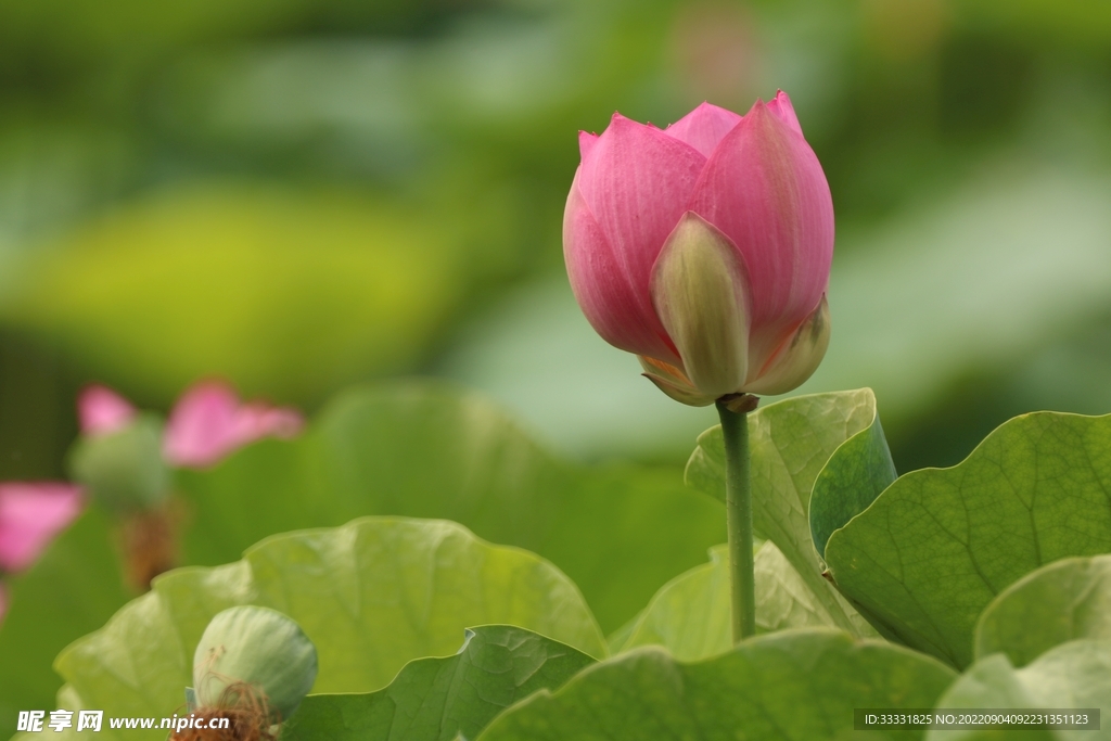 莲花