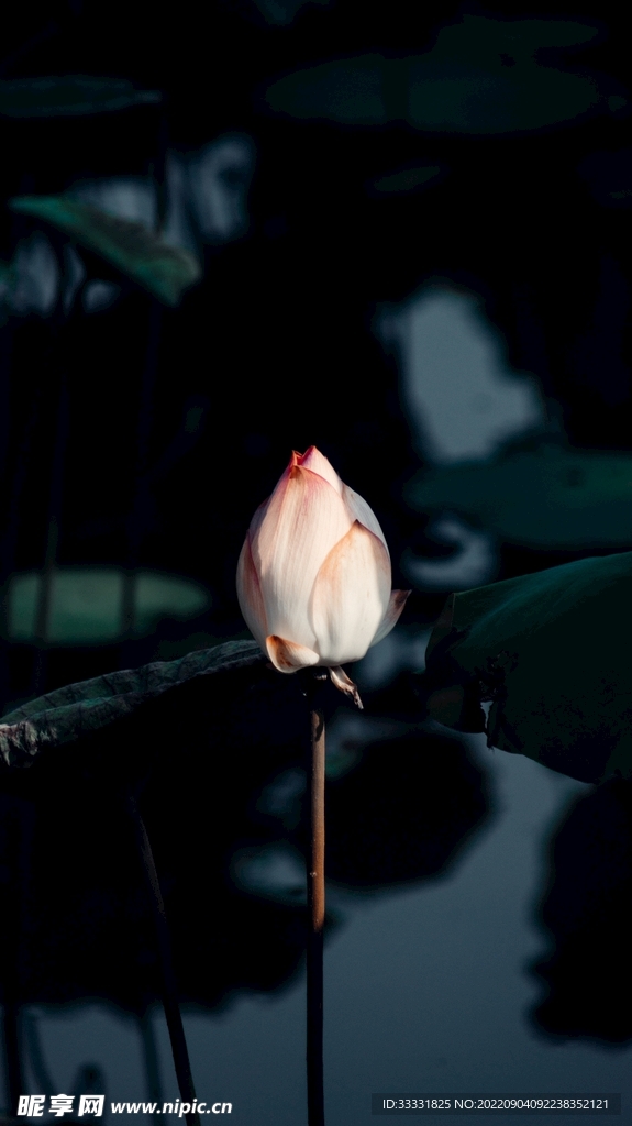 莲花