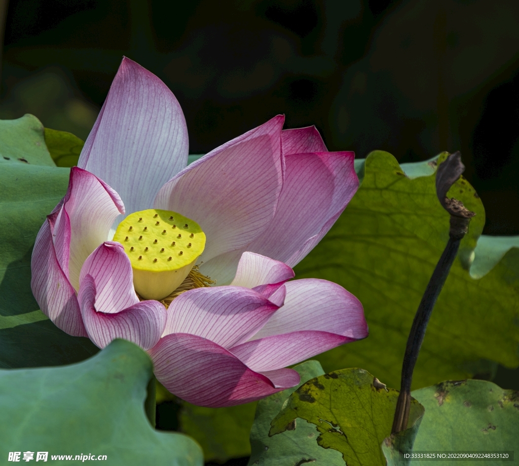 莲花