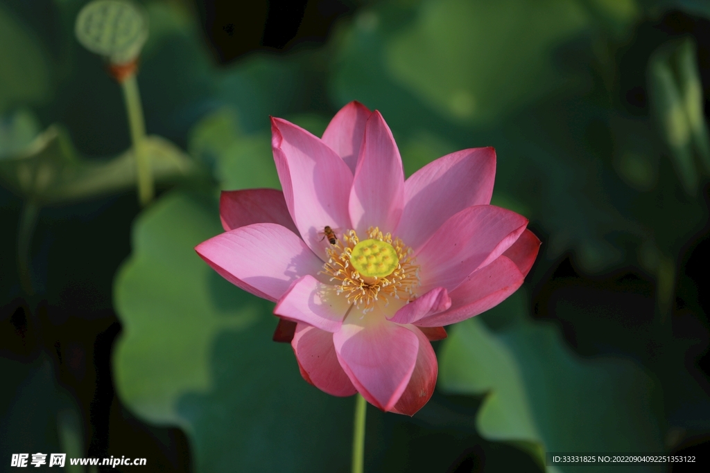 莲花